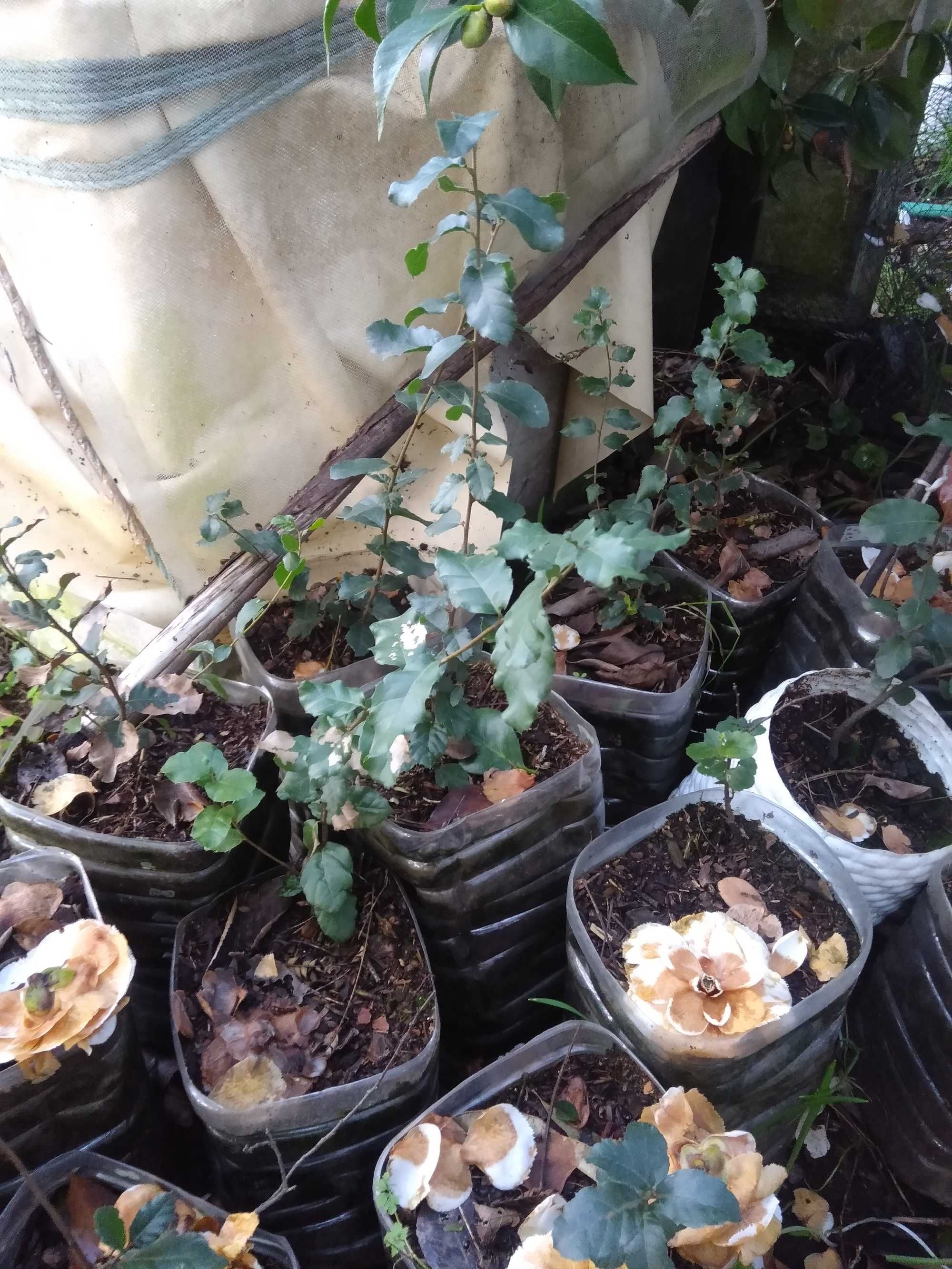 Azevinho (Ilex Aquifolium)
