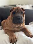 Shar Pei FCI wyjątkowa suczka