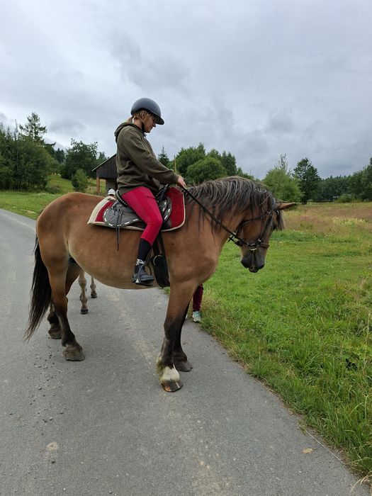 Sprzedam klacz zimnokrwistą