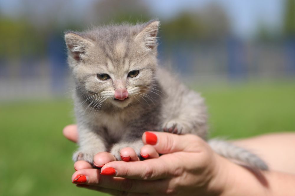 Британець котик кошеня