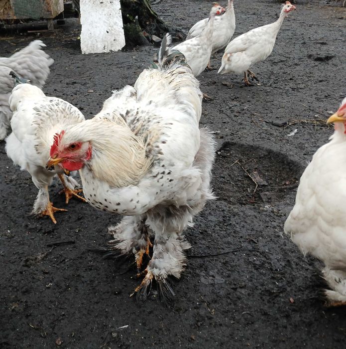 Sprzedam młode koguty