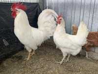 Casal de galinhas leghorn branco