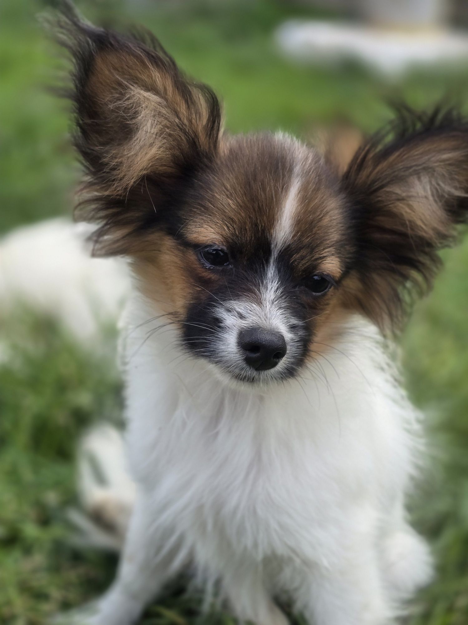 Papillon piesek FCI