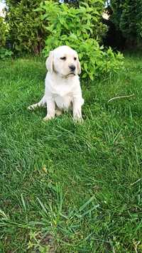 Labrador Retriever suczka