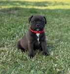 Staffordshire bull terrier FCI