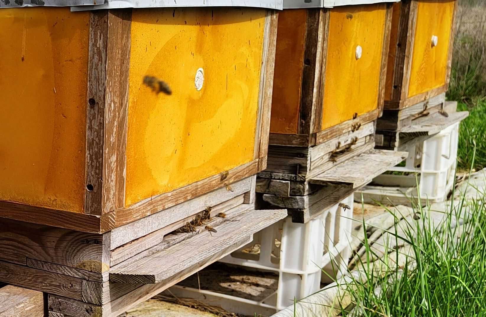 Sprzedam pszczoły z ulami wielkopolskimi