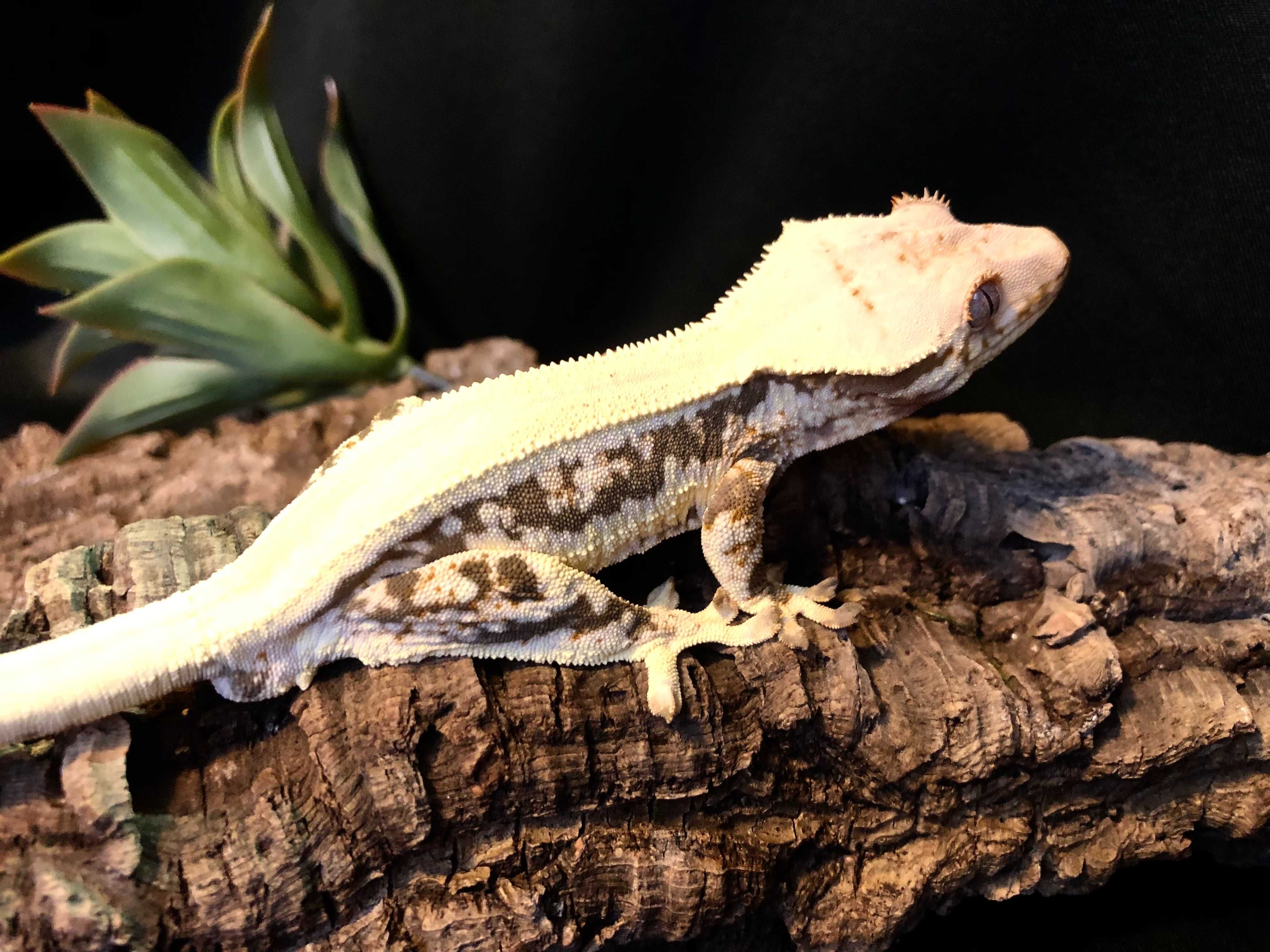 Gekon orzęsiony Crested Gecko Correlophus ciliatus SAMIEC Lilly White