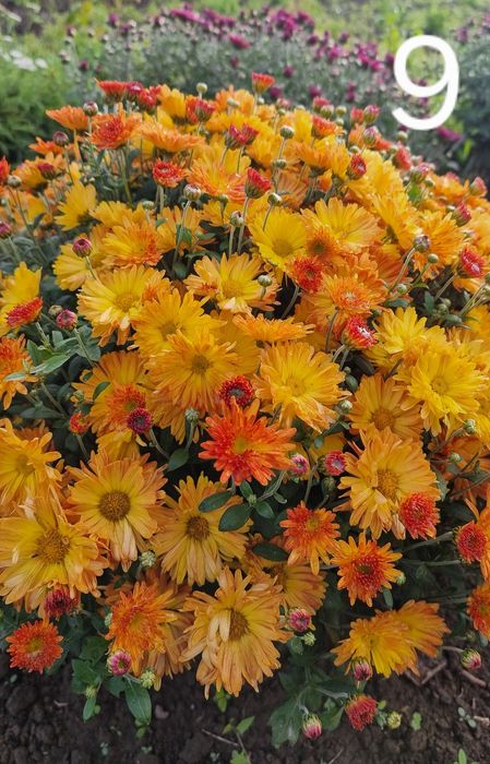 Розпродаж!!! Хризантема мультифлора, маточники