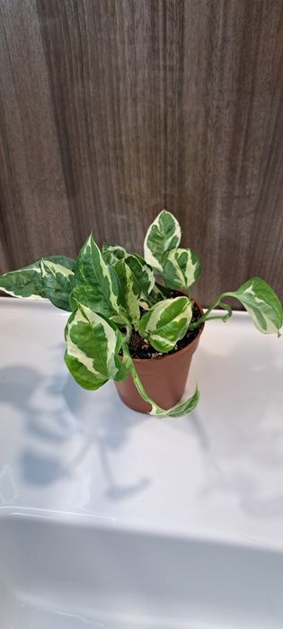 Епіпремнум золотавий 'N'Joy'