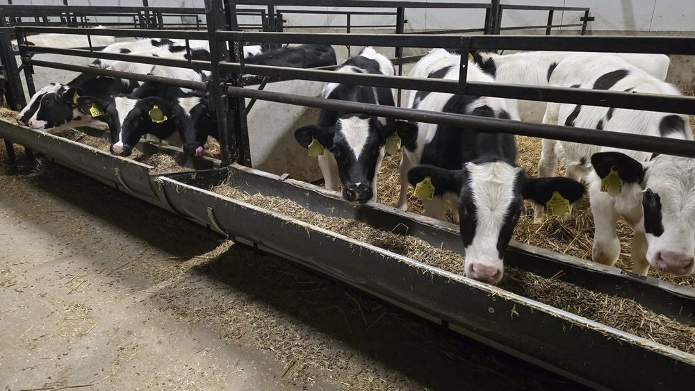 Sprzedam 45 sztuk byczków 120/150kg