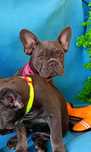 Bulldogue francês fêmea Azul