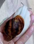Ślimak afrykański,Archachatina marginata ovum acromelanic.