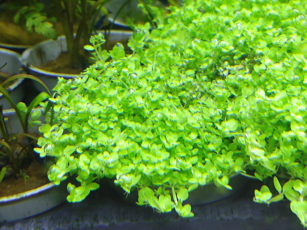 Rośliny akwariowe/roślina do akwarium/Hemianthus callitrichoides Cuba