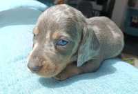 Dachshund arlequim blue