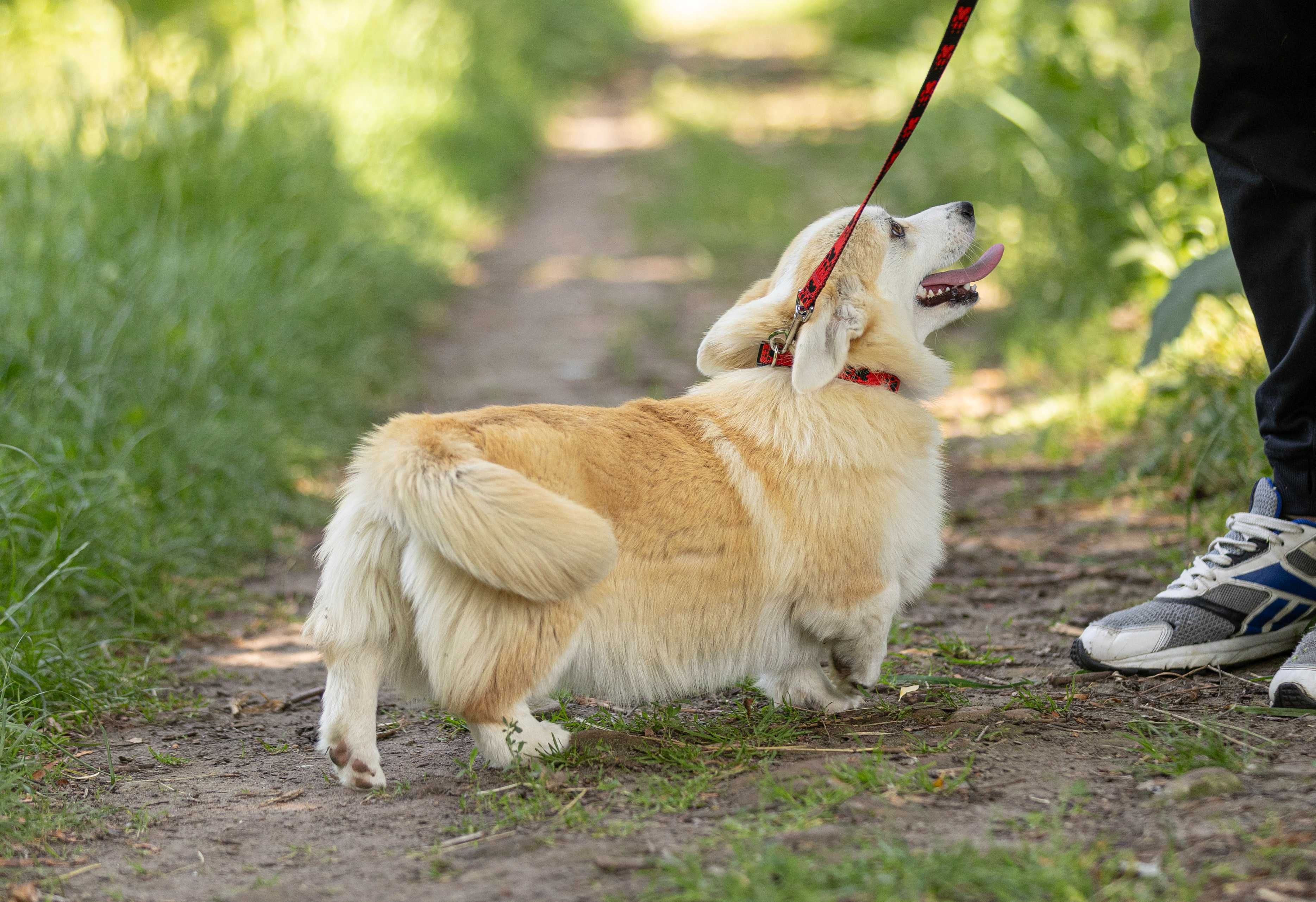 Pembroke welsh corgi Badania, vWD, PRA, fluffy-clear (FB Alona Aleant)