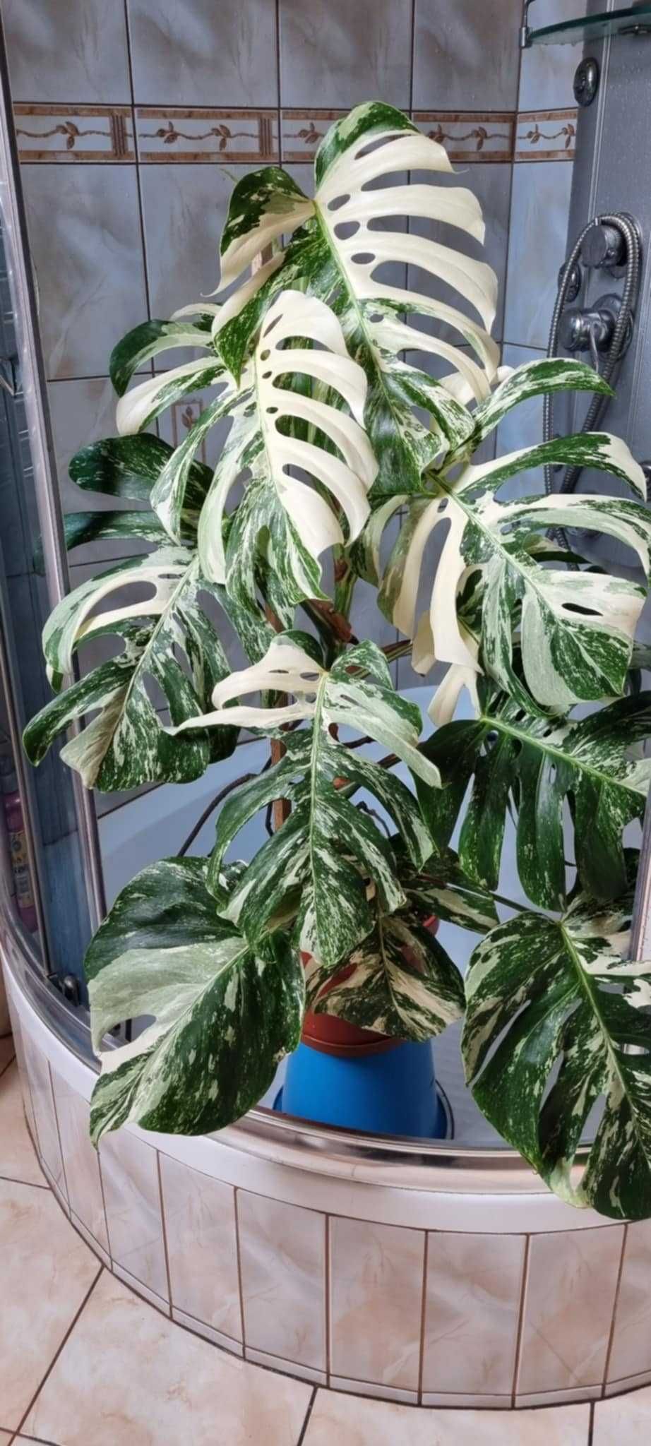 Monstera Variegata.
