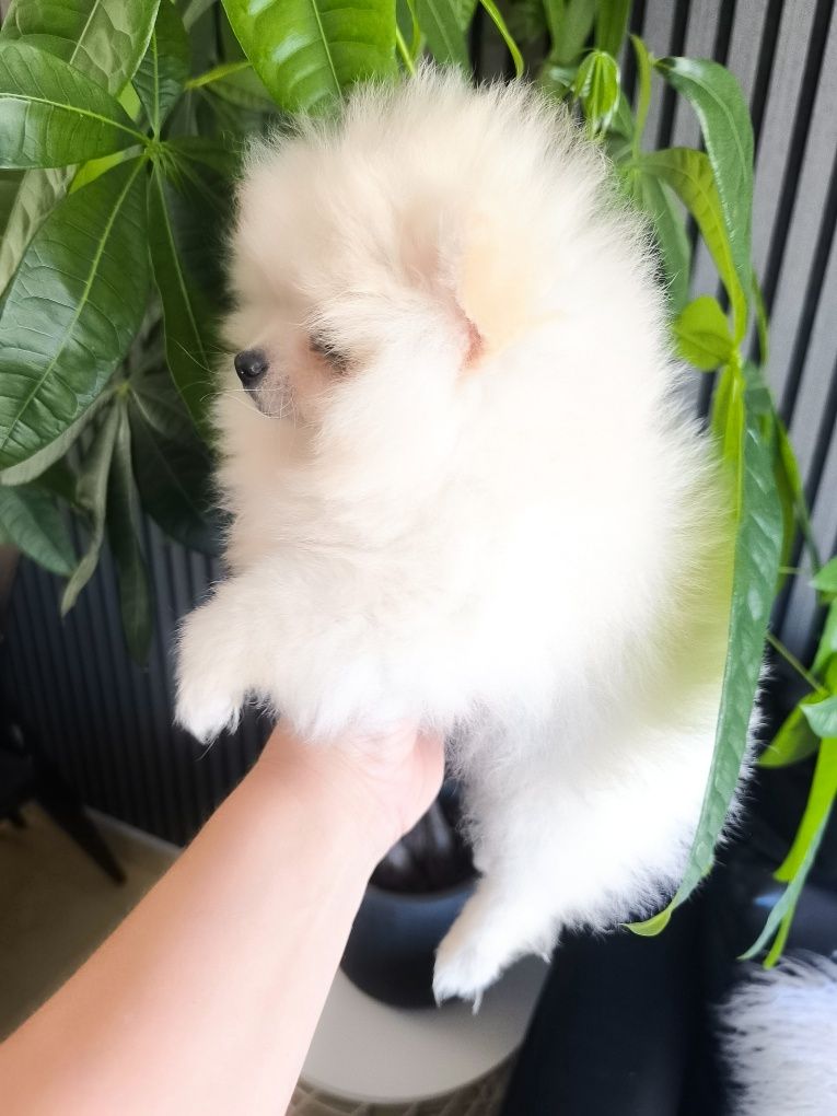 Spitz Anão .Lulu da Pomerânia . Mini. Pronto para entrega