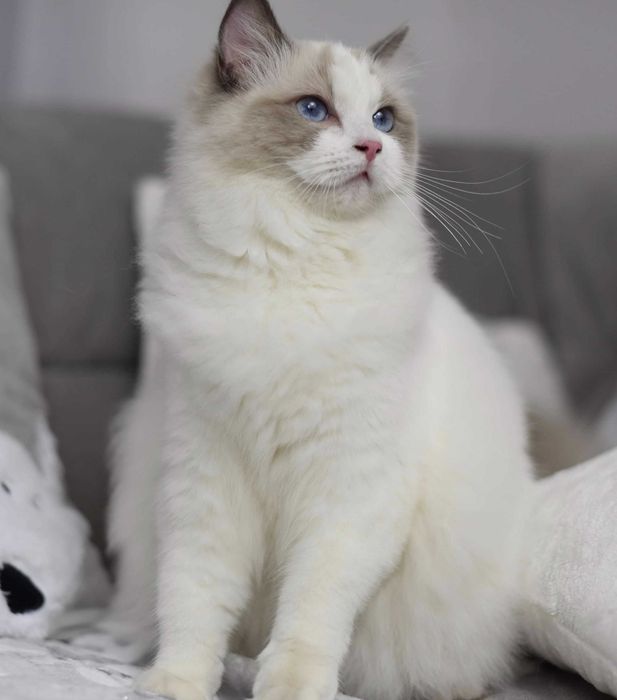 Dorosła kotka Ragdoll