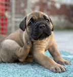Cane Corso z rodowodem FCI , zkwp
