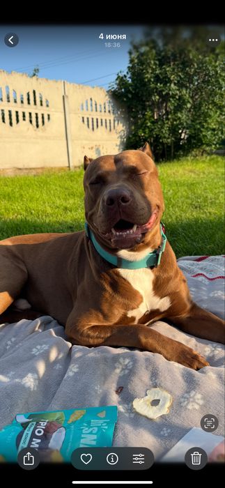 Американський пітбультерʼєр ВЯЗКА (пітбуль XL red nose)