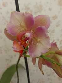 Орхидея Легато бабочка