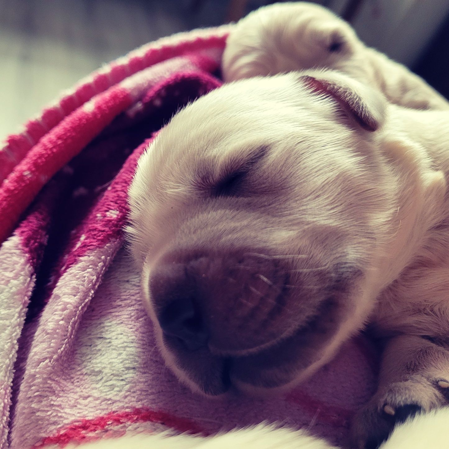 Golden retriever