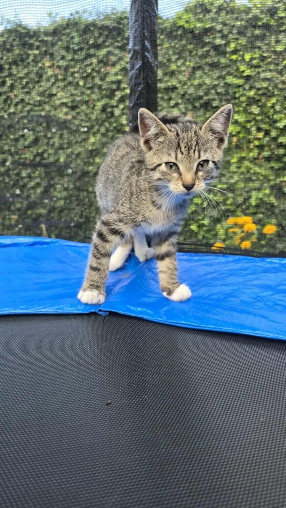 Kotek kot kocur do adopcji