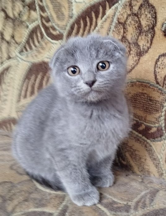 Вислоухие котята