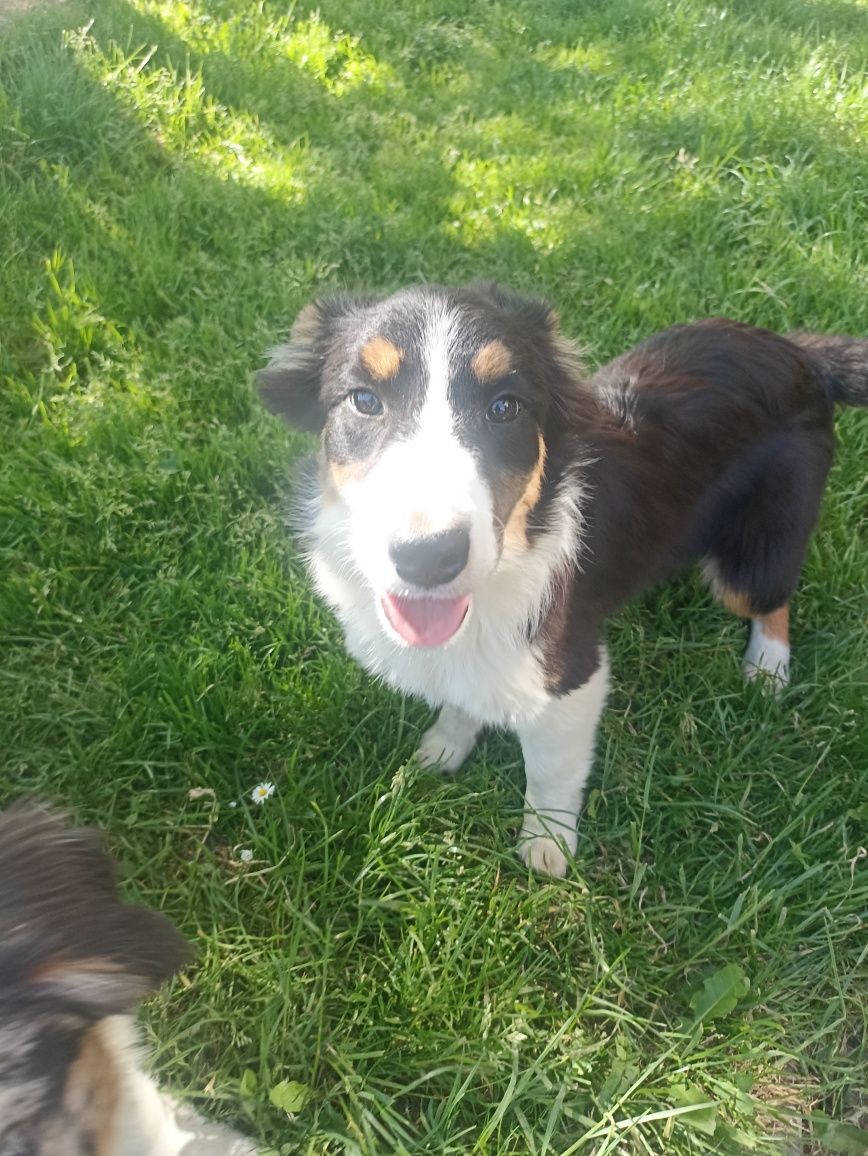 Border collie suczka Olena