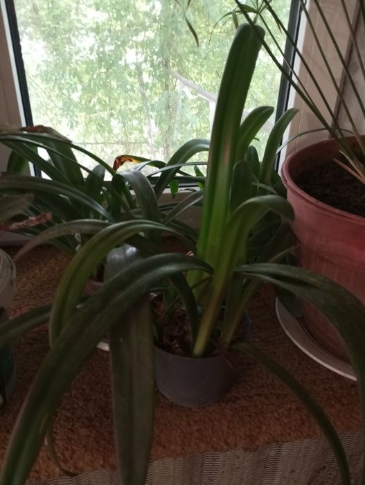 Гиппеаструм красный