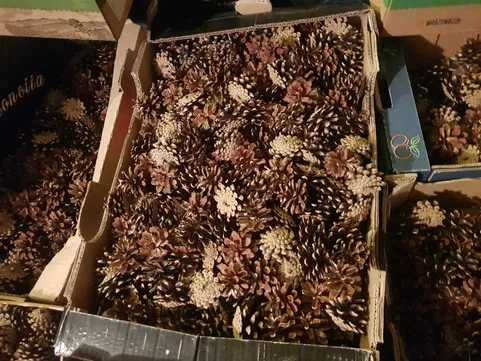 Szyszki sosnowe 190 szt,  około  3-3,5 cm