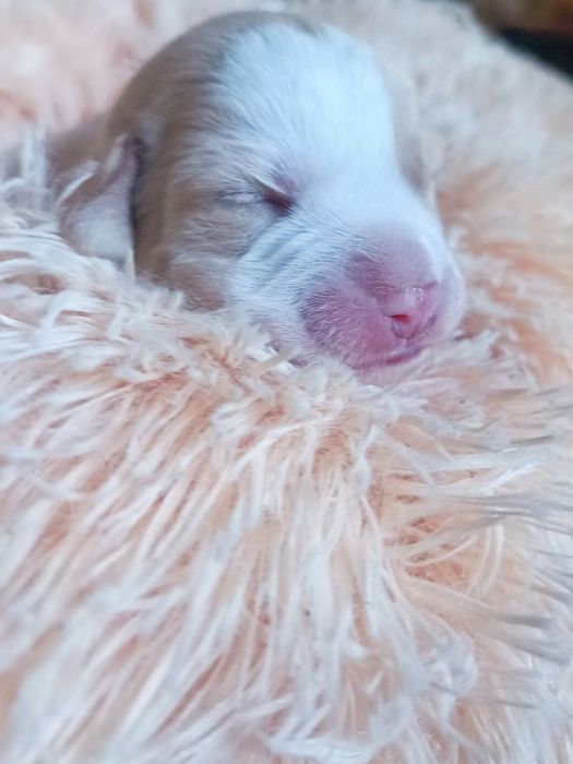 Cachorrinhos para ADOÇÃO (Jan 2026)