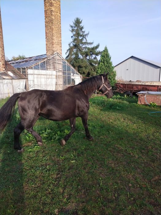 Klacz slaska ze zrebakiem