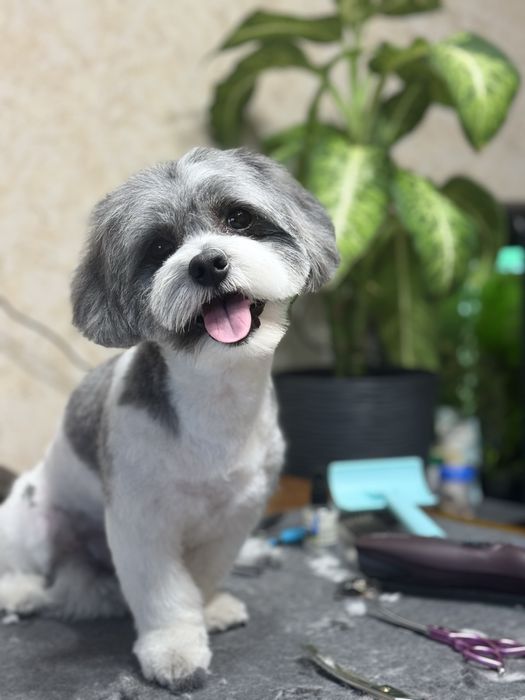 Стрижка собак Стрижка котів Ультразвукова чистка Послуги грумера