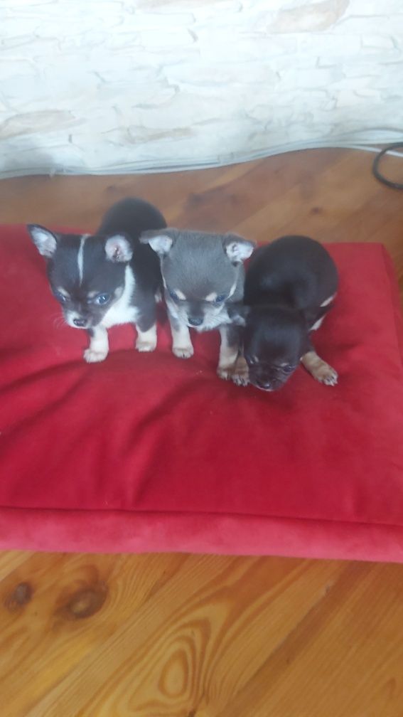 Chihuahua Trikolor piesek