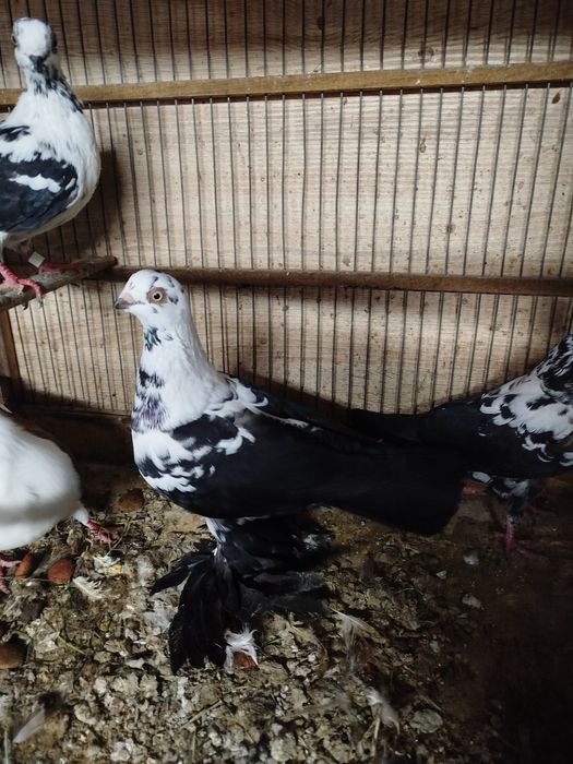 Gołębie ozdobne widyny