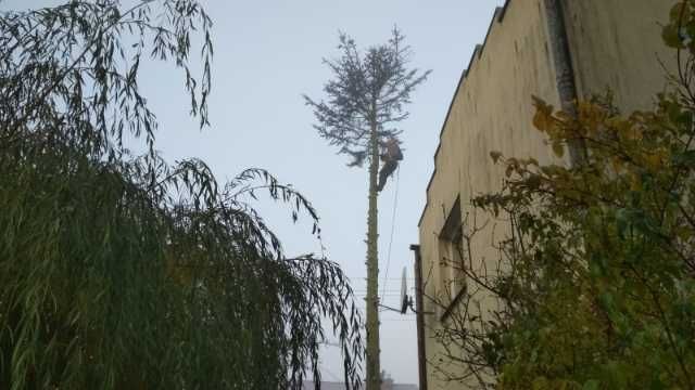 Wycinka i przycinka drzew