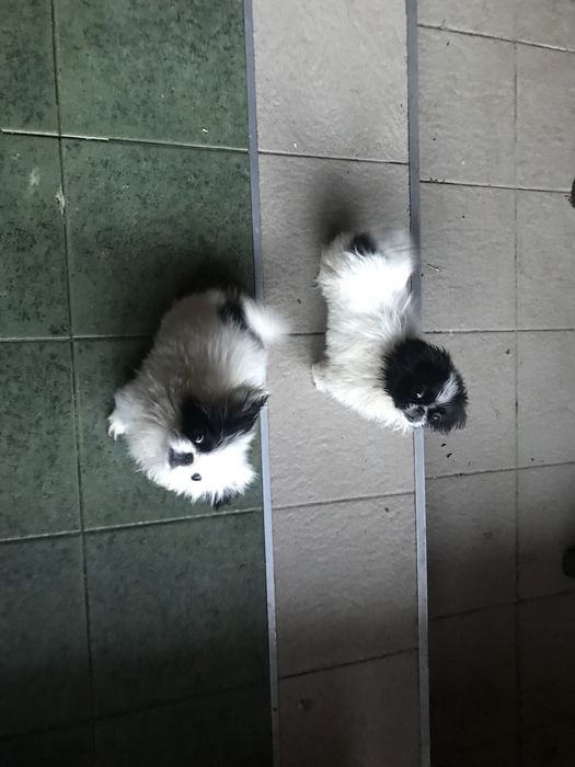 Продам пекінеса чистокровні