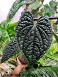 Anthurium luxurians
