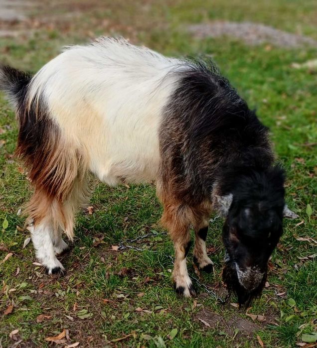 Козел породи Ламанча