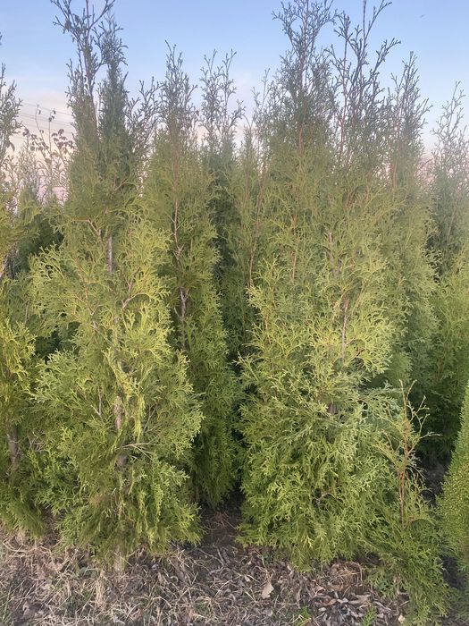 Туя західна колоновидна. Акція