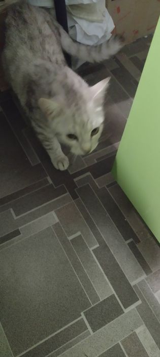 Шотландские чистокровные котята от клубного папы кота.