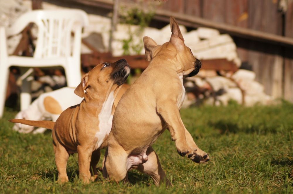 Amstaff Zkwp  Szczeniak  Ast rokujący wystawowo