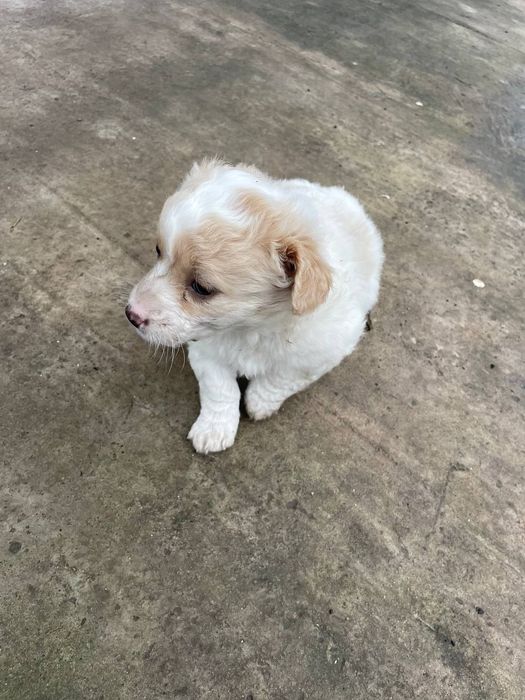 Відамо в добрі руки малих цуценят