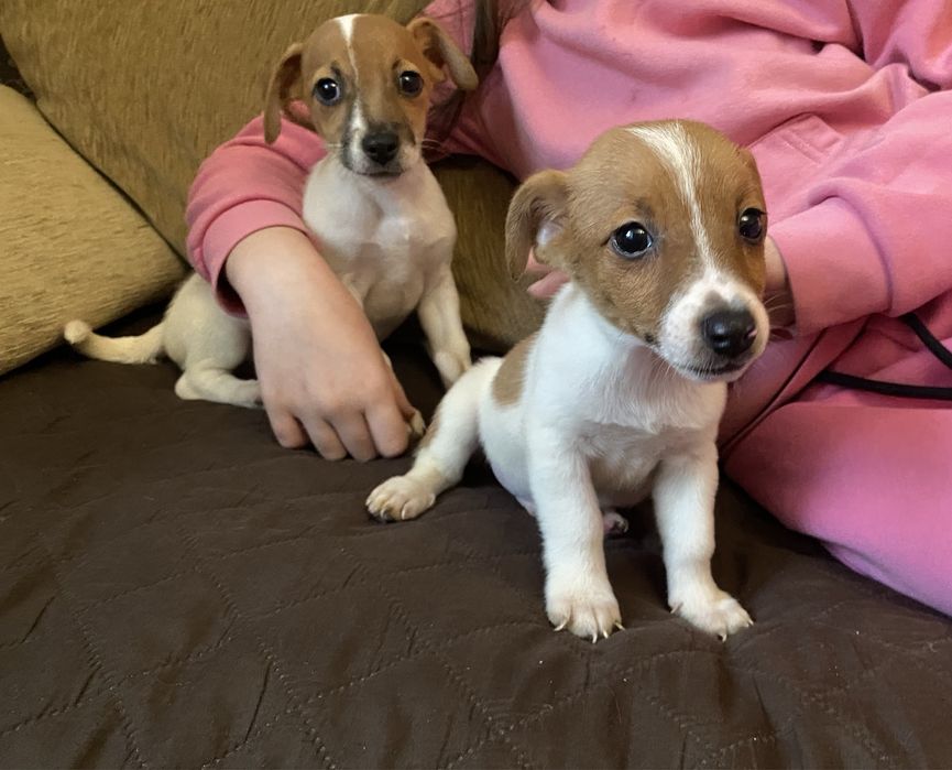 Маленькі позитивчики