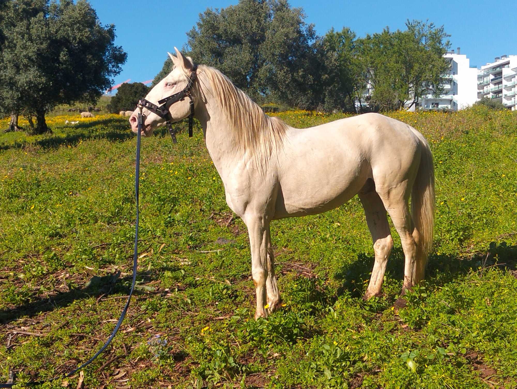 Cavalo Isabel com 14 anos