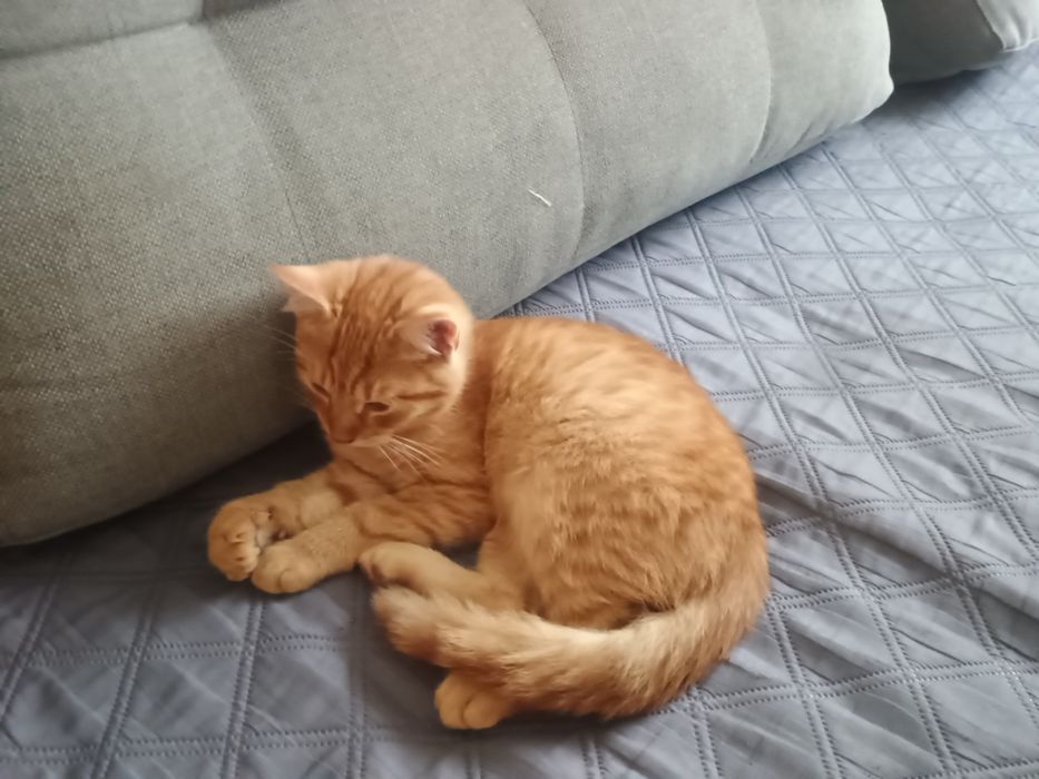 Oddam podrośniete kotki