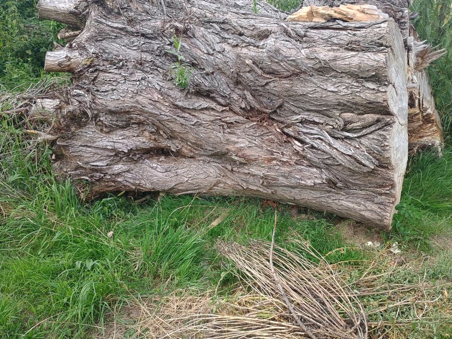 Drewno Wierzba oddam za darmo.