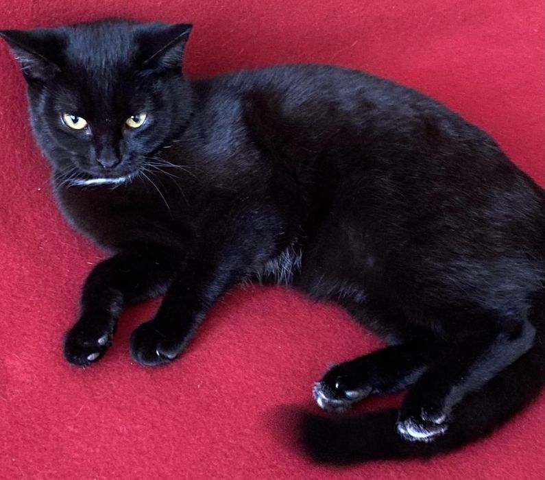 Кішка Белла в пошуку родини