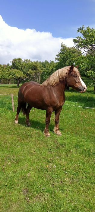Trzy klacze zimnokrwiste do sprzedania